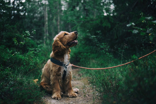 chien forêt avec laisse pour chien