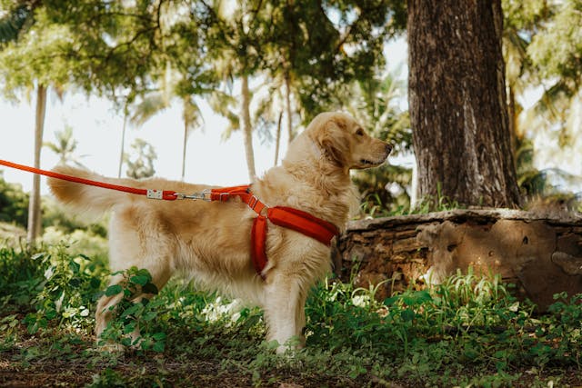 Harnais chien | Tout savoir pour des balades en sécurité