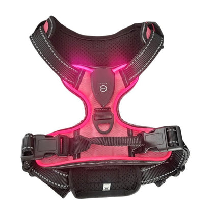 Harnais lumineux chien | Confort Premium
