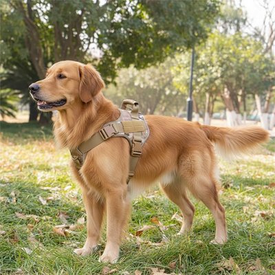 balade chien avec chien harnais