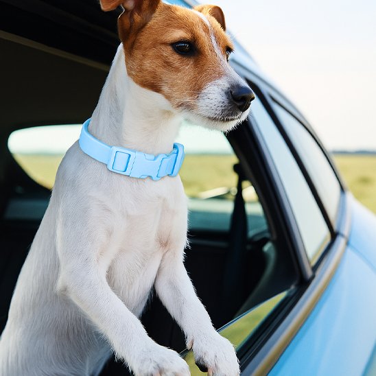 balade chien avec collier chien