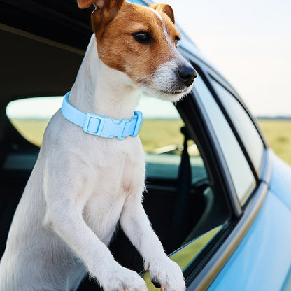 balade chien avec collier chien