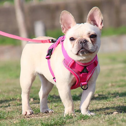 balade chien avec harnais anti traction pour chien