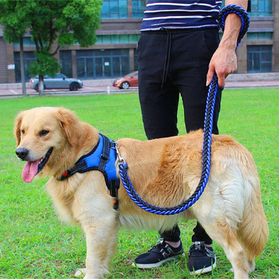 balade chien avec laisse pour chien tresse