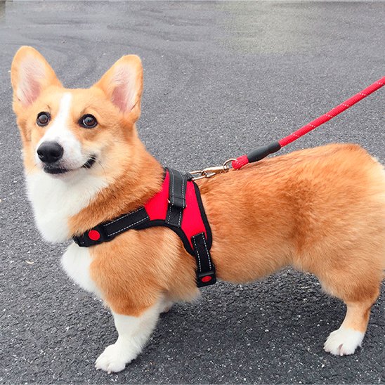 balade chien harnais pour chien