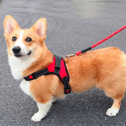 balade chien harnais pour chien