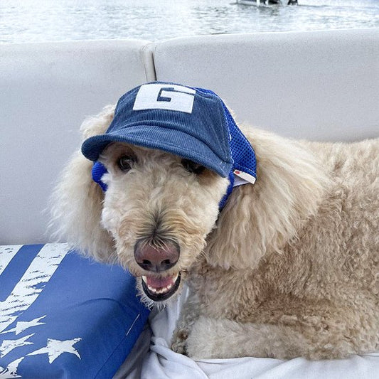 casquette chien réglable pour extérieur
