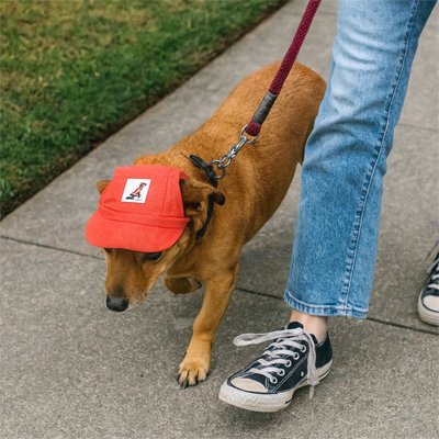 casquette pour chiens tissu résistant