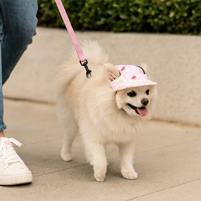 casquette pour petit chien confortable réglable