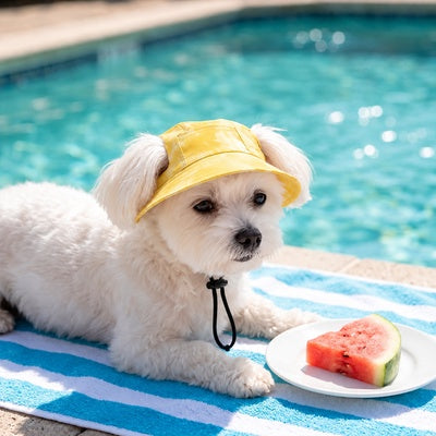 casquette pour petit chien pour sortie