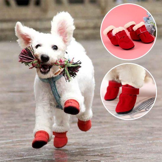 chaussure chien chaude pour hiver