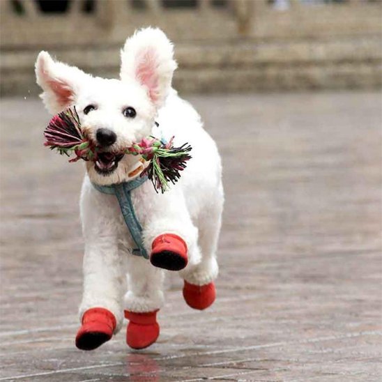 chaussure chien confortable pour promenade