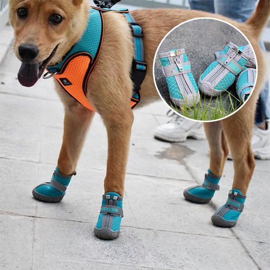 chaussure chien neige botte réfléchissante