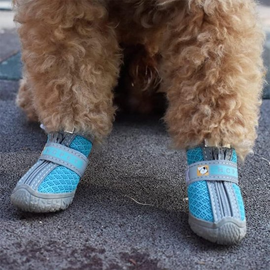 chaussure chien neige confort hivernal