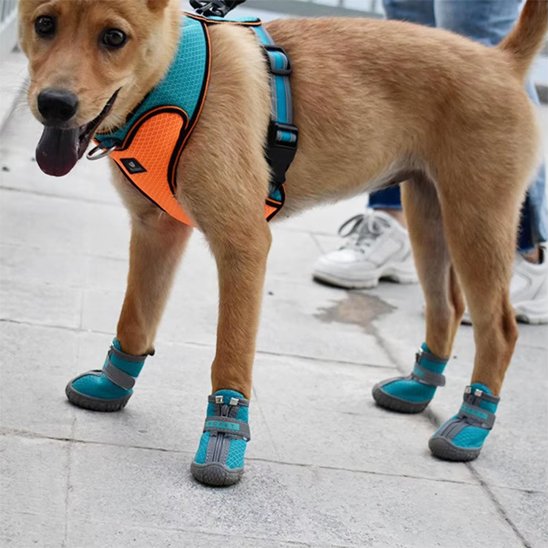 chaussure chien neige pattes protégées