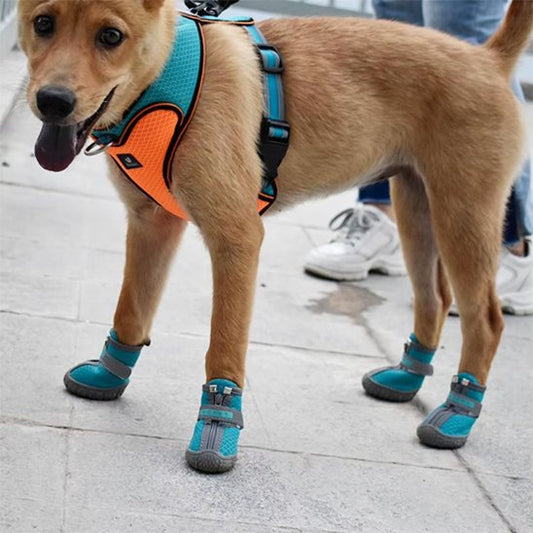 chaussure chien neige pattes protégées