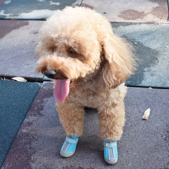 chaussure chien neige promenade hiver