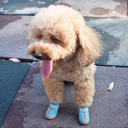 chaussure chien neige promenade hiver