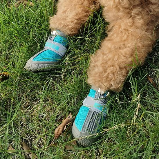 chaussure chien neige protection froid