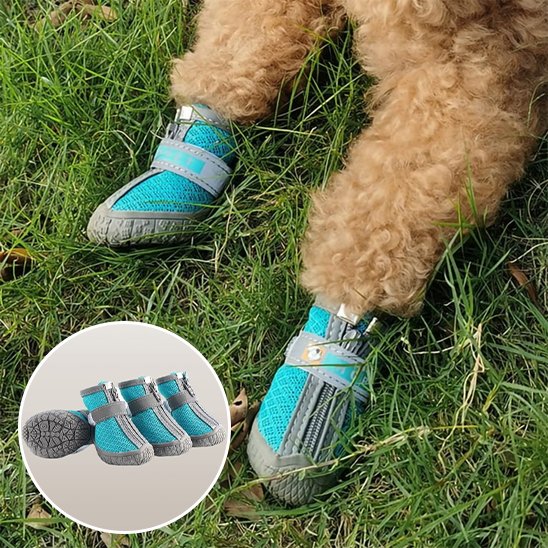 chaussure chien neige semelle robuste