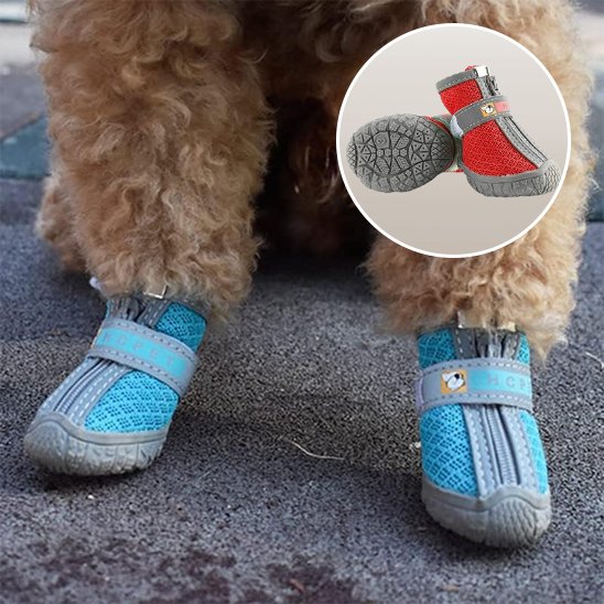 chaussure chien neige sortie hivernale