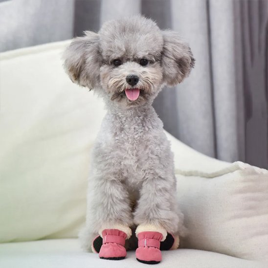 chaussure chien pour pattes protégées