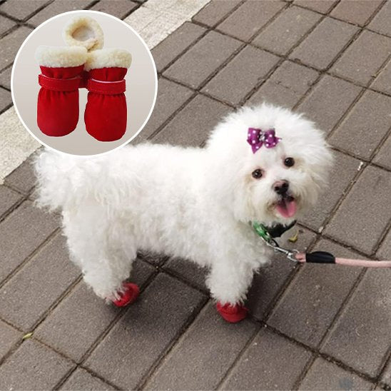 chaussure chien pour sorties hivernales