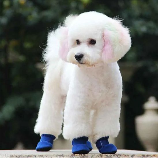 chaussure chien protection contre froid