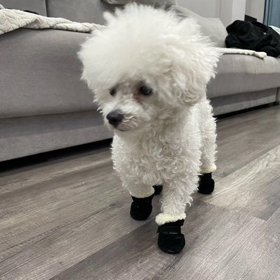 chaussure chien souple et chaude