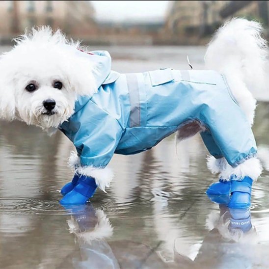 chaussure chiens avec fermeture scratch