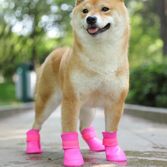 chaussure chiens confortable pour extérieur