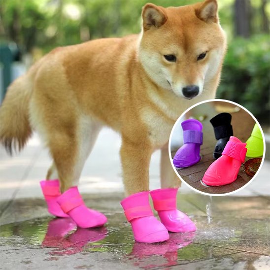 chaussure chiens pour sorties quotidiennes