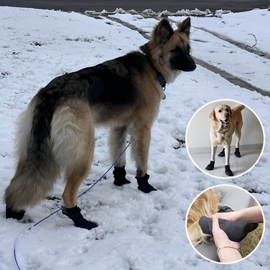 chaussure neige chien balade enneigée