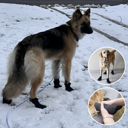 chaussure neige chien balade enneigée