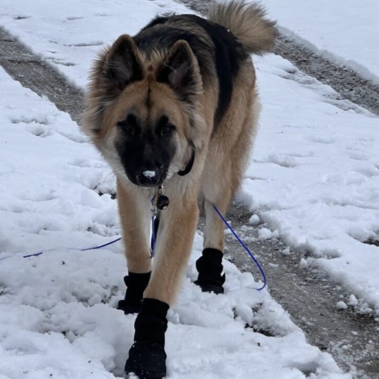 chaussure neige chien confort hivernal