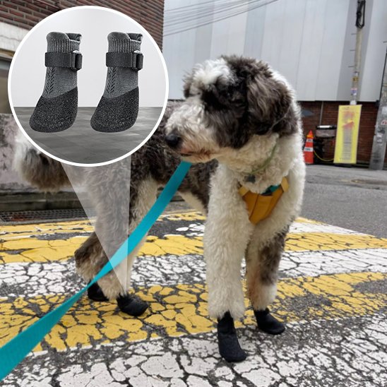 chaussure neige chien marche extérieure