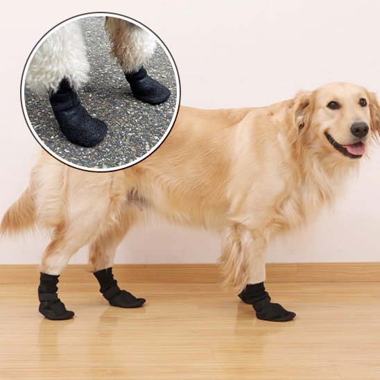 chaussure neige chien pattes protégées