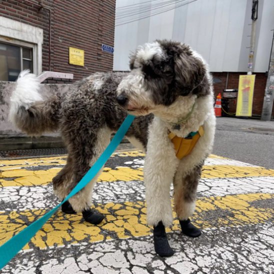chaussure neige chien promenade hiver