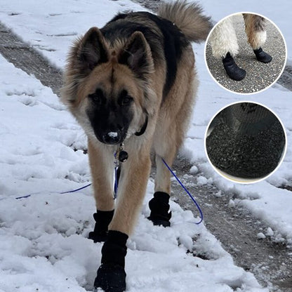 chaussure neige chien promenade neige