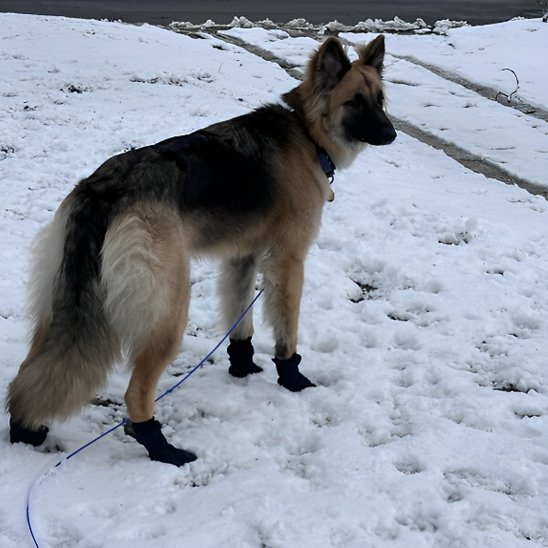 chaussure neige chien sortie hivernale