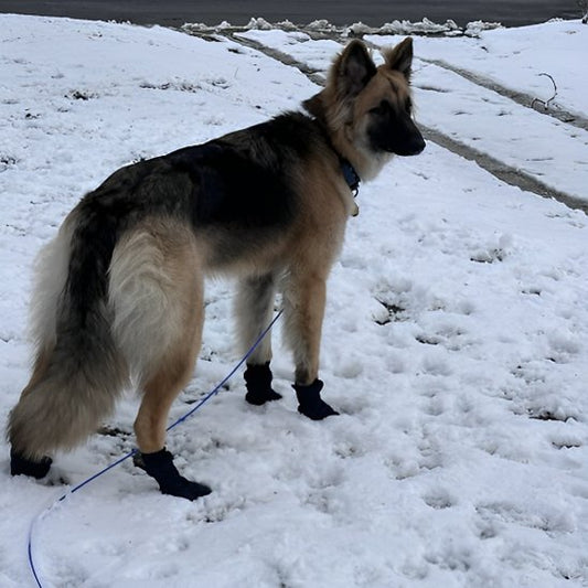 chaussure neige chien sortie hivernale
