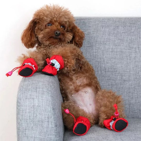 chaussures chiens adaptées aux temps froids