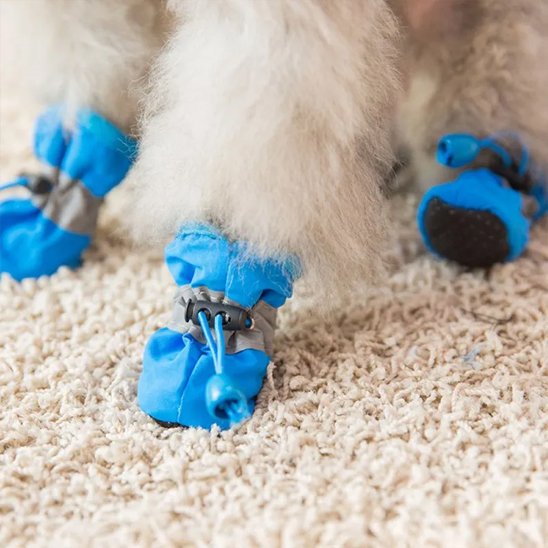 chaussures chiens confortables en hiver