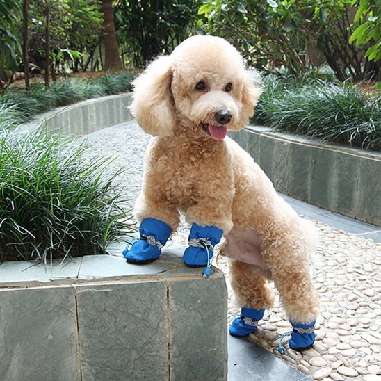 chaussures chiens protection des pattes