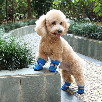chaussures chiens protection des pattes