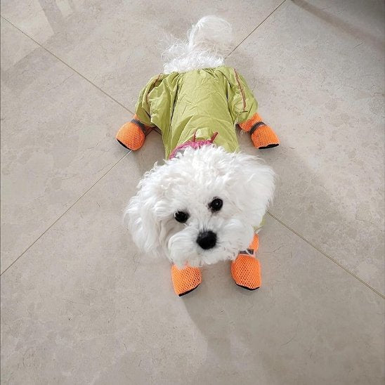 chaussures pour chiens balades extérieures