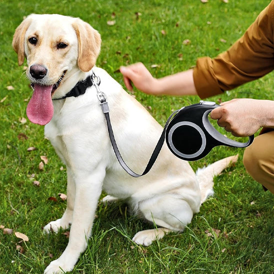 chien assis avec laisse pour chien enrouleur câble plat