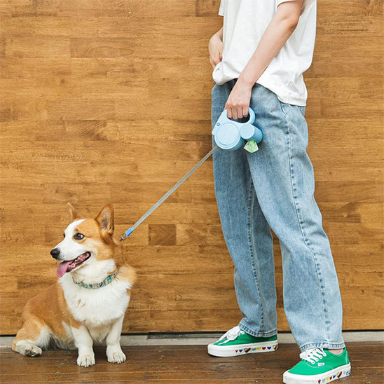 chien assis avec laisse pour chien enrouleur