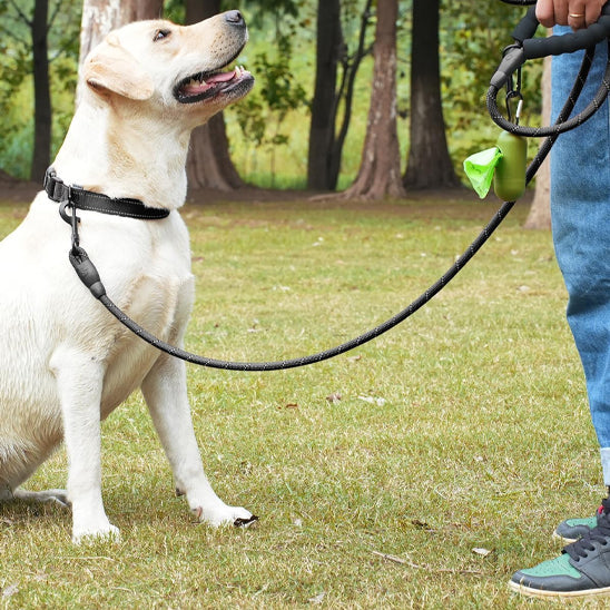 chien assis avec laisse pour chien