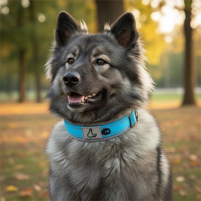 chien avec collier pour chien